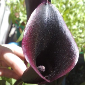 Calla nera