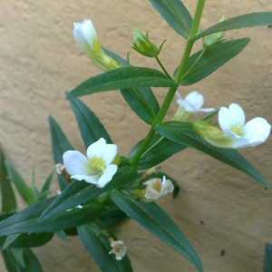 Gratiola officinalis