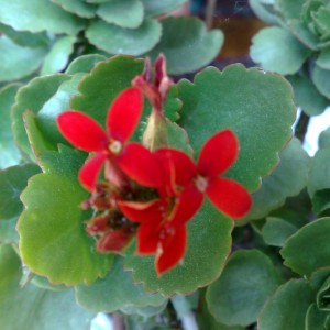 Kalanchoe