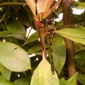 LIBELLULA.