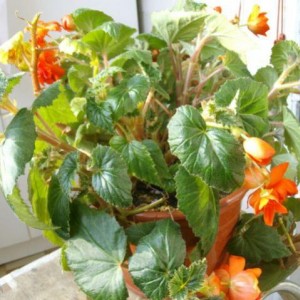 Begonia Rex
3006201001