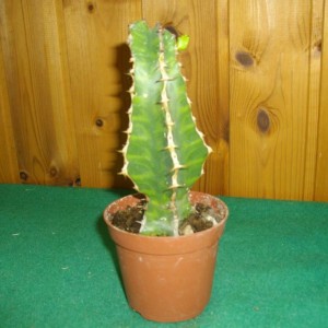 Euphorbia Grandicornis
1906201001