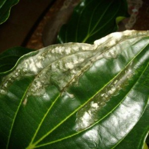 Medinilla Magnifica
(Foglie malate)
1806201003