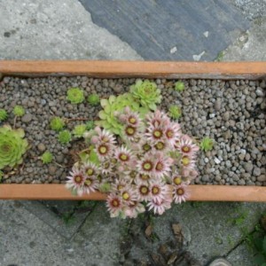 Sempervivum Tectorum
1207200901