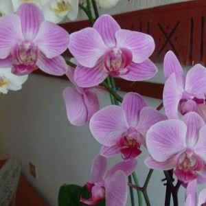 M) phal B1 fiori.