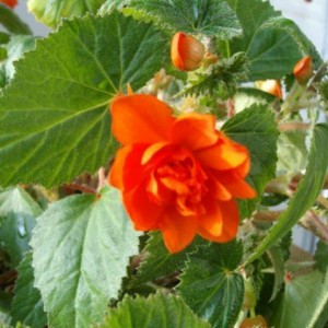 Begonia Rex (partic.)
3006201002