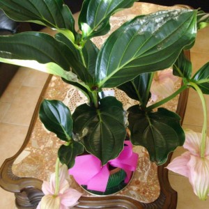 Medinilla Magnifica
18062010*01