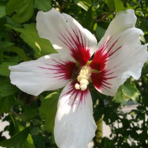 Hibiscus
2806201001