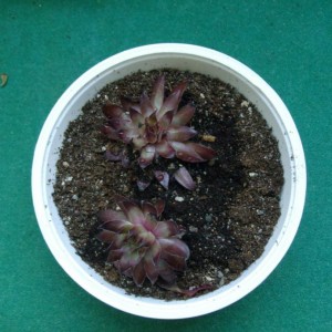 Sempervivum Mix
0207201001