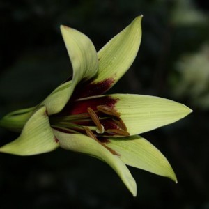 Lilium Nepalense.