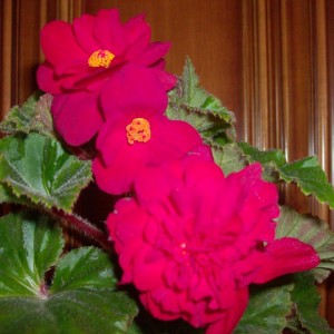 begonia particolare