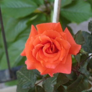 rosa orange passion.