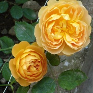 rosa golden celebration