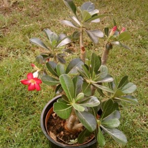 Adenium.