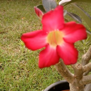 Adenium dettagli