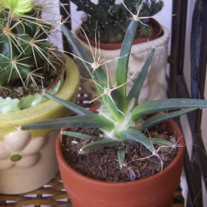 LEUCHTENBERGIA PRIN