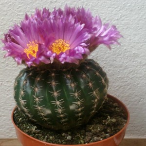 cactus viola