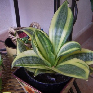 sanseveria nana