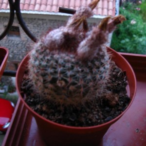 parodia Schlosser