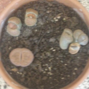 lithops