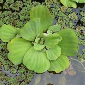 pistia stratiotes