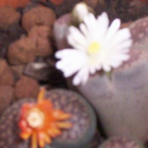 lithops fiorite