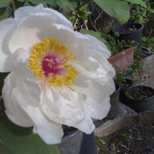 Peonia (3).