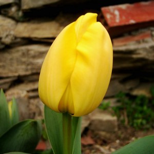 Tulipano Giallo 2&