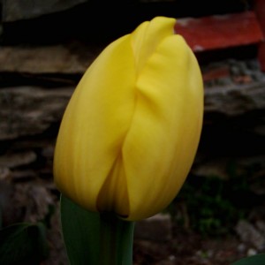 Tulipano Giallo.