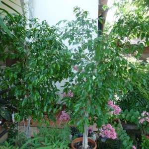 luglio 2010. due dei ficus benjamin in giardino. quanto li adoro!!!