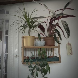 luglio 2010. il mobiletto è stato comprato al mercatino dell'usato (adoro le cose in bambu'!!). 
qui abbiamo, da sopra: una dracena marginata (compra