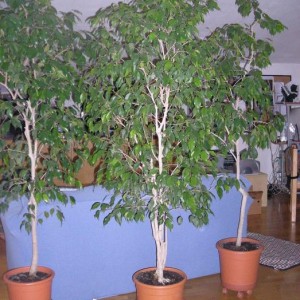 30 ott 2008. i miei bellisimi e adorati Ficus benjamina!!! questi li buttano nella ex ditta dove lavorava mia mamma, comprati per una fiera e poi bido