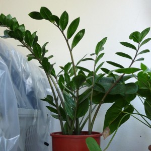 luglio 2010. Zamioculcas zamiifolia comprata all'ikea... mia mamma se ne era innamorata. pianta che ha avuto un sacco di problemi di adattamento...