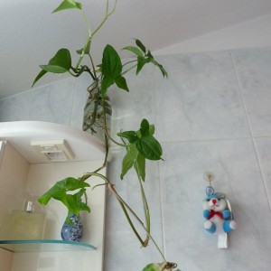 Philodendron ottenuto per talea in acqua