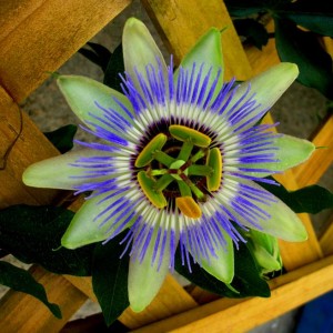 7 - Passiflora - 2