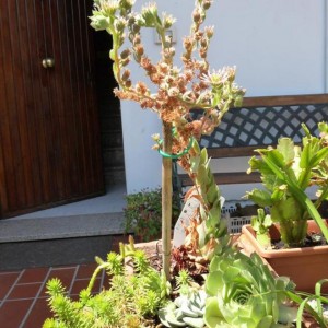 luglio 2010. sempervivum in fioritura