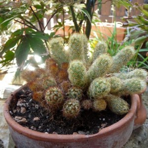 luglio 2010. piantina grassa salvata dal bidone del vivaio. 
mammillaria elongata