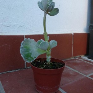 luglio 2010. questa è arrivata la settimana scorsa... mancava poco prima che finisse nel bidone... speriamo di salvarla! 
è un Cotyledon ondulata