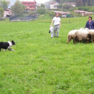 abbiamo provato un po' di sheepdog....