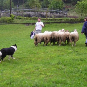 sheepdog