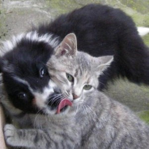 18 febbraio 2007. maya è in alleamento a reggio emilia e ha 2 mesi. ha fatto amicizia con il gattino rimasto orfano che vive nella cascina...