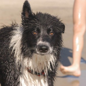 7 settembre 2007. al mare in toscana. ho 9 mesi. il mio orecchio da squalo dritto anche quando son tuttta bagnata e piena di frise'!