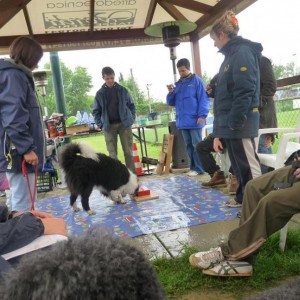 26 aprile 2009. empoli. giochi di attivazione mentale per cani