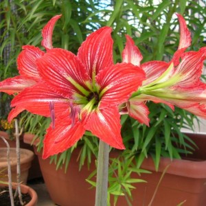 amaryllis.