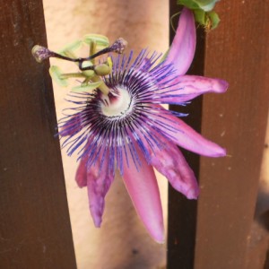 passiflora.