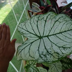 luglio 2010. mega foglia del caladium (salvato sempre dal bidone del vivaio)