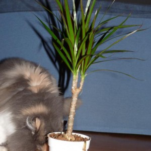 12 febbraio 2010. dracena margina appena acquistata al lidl! dietro gatto curioso (adottato adulto pure quello!!!!!!)