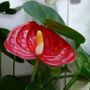 16 agosto 2010. anthurium scartato da un cliente perchè brutto... mah sarà, da me è al 4° fiore!!!!!