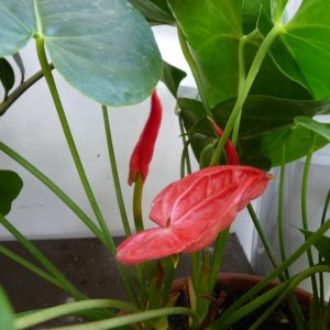 16 agosto 2010. altri fiori dell'anthurium scartata dal clineti per chè brutto... ora è bello!!