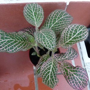 18 agosto 2010. piantina acquistata dalla mamma. è una FITTONIA VERSCHAFFELTII (FITTONIA ALBIVENIS)